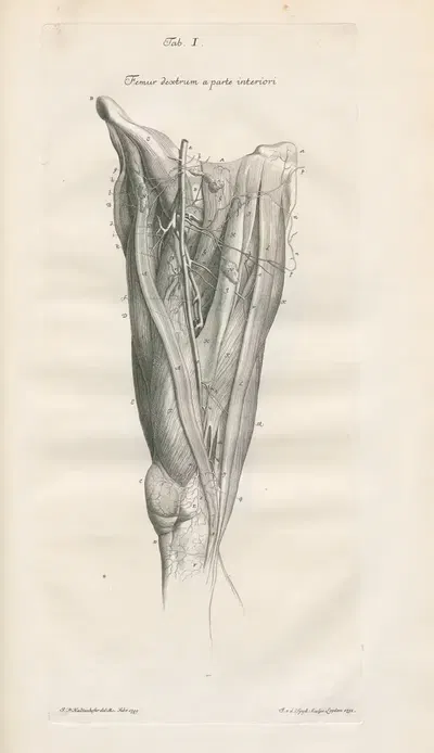 Icones anatomicae quibus praecipuae aliquae partes corporis humani delineatae proponuntur & arteriarum potissimum historia…