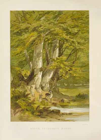 Beech-trees by George Barnard, 1885 — digital art print download