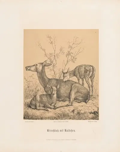 Hirschkuh mit Kälbchen (G. Hammer) by Hugo Bürkner — digital art print download