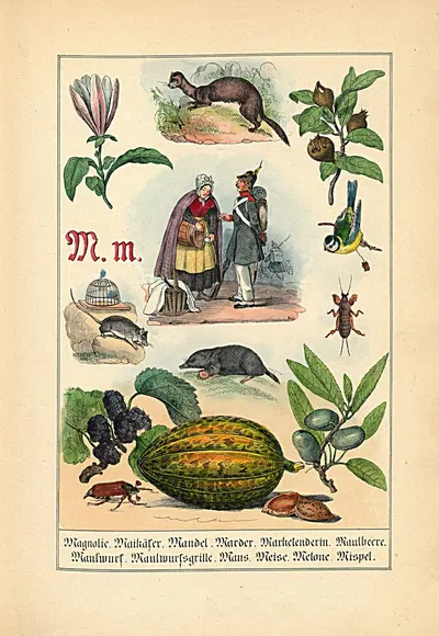 M. m. Magnolie. Maikäfer. Mandel... by Johann Baptist Sonderland, 1849 — digital art print download