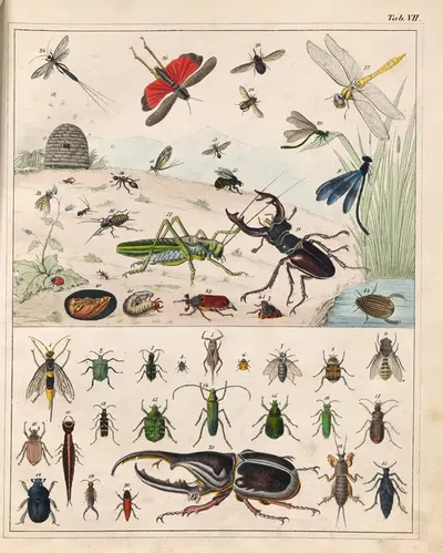Orbis pictus Pl.07 by Johann Baptist Sonderland, 1841 — digital art print download