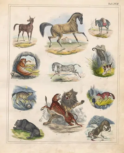 Orbis pictus Pl.17 by Johann Baptist Sonderland, 1841 — digital art print download