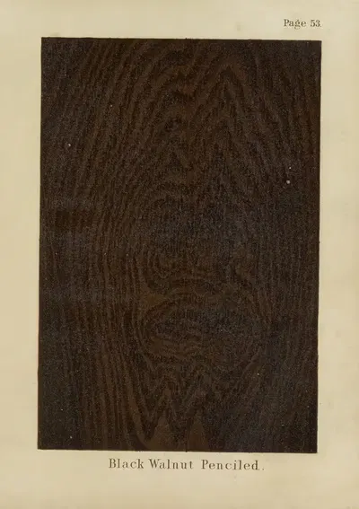 Black Walnut Penciled by John Wesley Masury, 1872 — digital art print download
