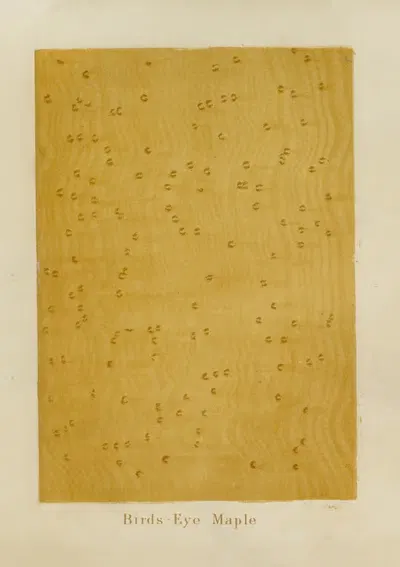 Birds-Eye Maple by John Wesley Masury, 1872 — digital art print download