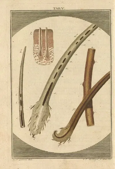 Martin Froben. Ledermüllers Mikroskopischer Gemüths- und Augen-Ergötzung Pl.005 by Martin Frobenius Ledermüller, 1762 —…