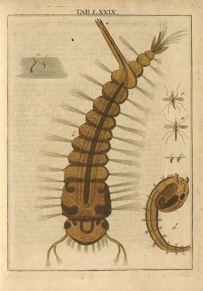 Martin Froben. Ledermüllers Mikroskopischer Gemüths- und Augen-Ergötzung Pl.079 by Martin Frobenius Ledermüller, 1762 —…