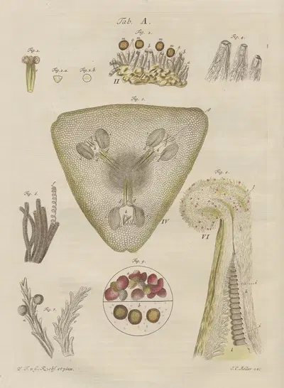 Decouvertes les plus nouvelles dans le regne vegetal Pl.07 by Wilhelm Friedrich von Gleichen-Russwurm, 1770 — digital art…