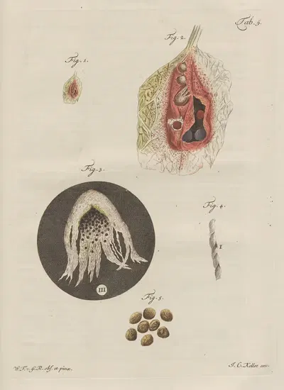 Decouvertes les plus nouvelles dans le regne vegetal Pl.46 by Wilhelm Friedrich von Gleichen-Russwurm, 1770 — digital art…