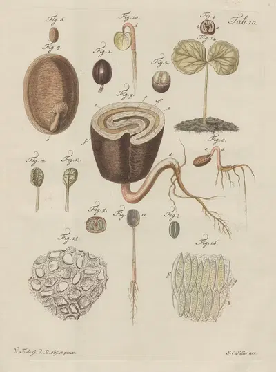 Decouvertes les plus nouvelles dans le regne vegetal Pl.51 by Wilhelm Friedrich von Gleichen-Russwurm, 1770 — digital art…