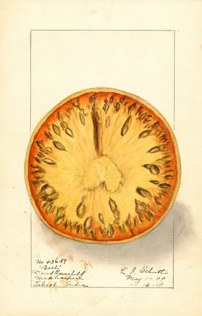 Aegle marmelos by Ellen Isham Schutt, 1909 — digital art print download