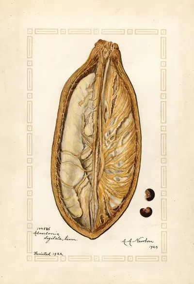 Adansonia digitata by Amanda Almira Newton, 1924 — digital art print download