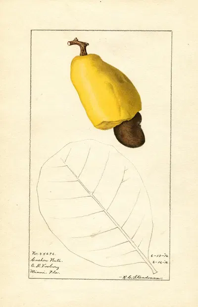 Anacardium occidentale by Royal Charles Steadman, 1916 — digital art print download