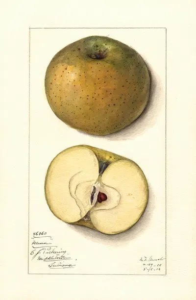 Malus domestica: Mann by Mary Daisy Arnold, 1912 — digital art print download