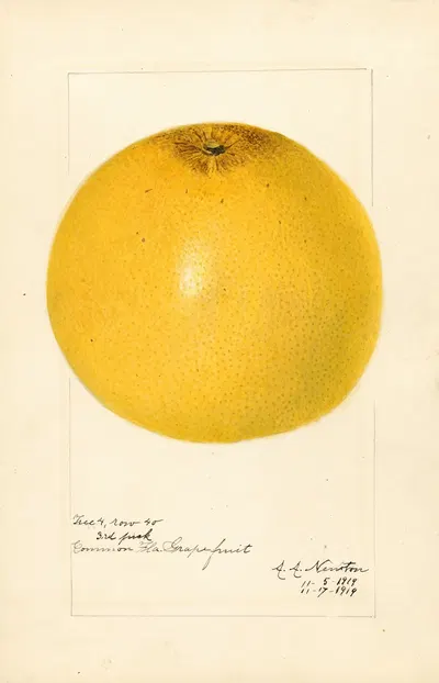 Citrus paradisi by Amanda Almira Newton, 1919 — digital art print download