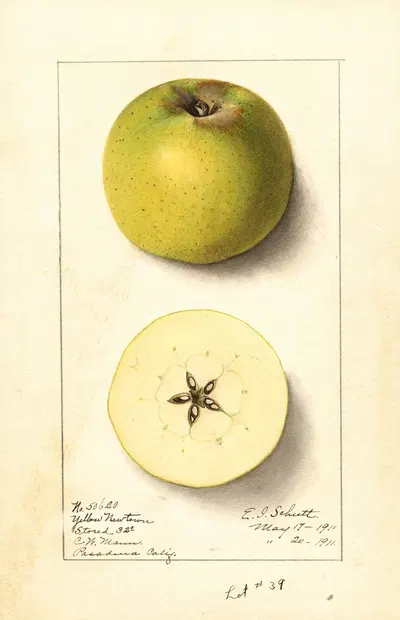 Malus domestica: Yellow Newtown by Ellen Isham Schutt, 1911 — digital art print download