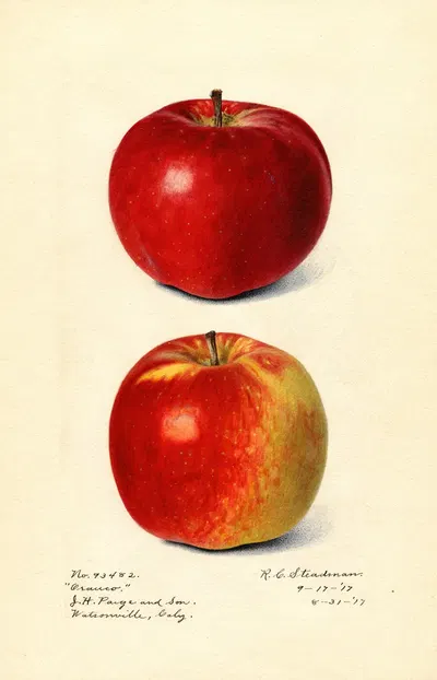 Malus domestica: Oranco by Royal Charles Steadman, 1917 — digital art print download