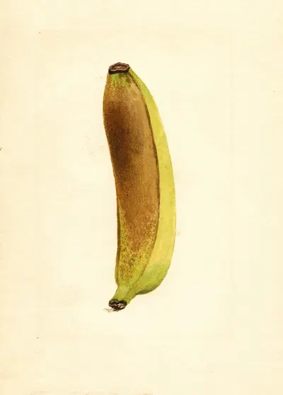 Musa by James Marion Shull — digital art print download
