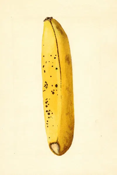 Musa by James Marion Shull, 1919 — digital art print download