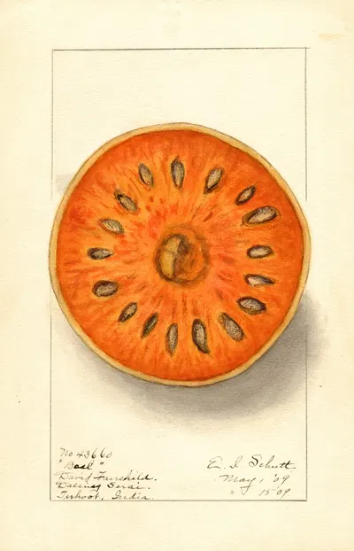 Aegle marmelos by Ellen Isham Schutt, 1909 — digital art print download