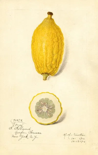 Citrus limon: Etrog by Amanda Almira Newton, 1916 — digital art print download