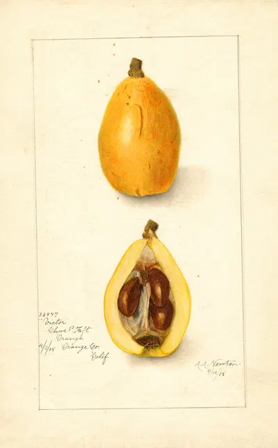 Eriobotrya japonica: Victor by Amanda Almira Newton, 1905 — digital art print download