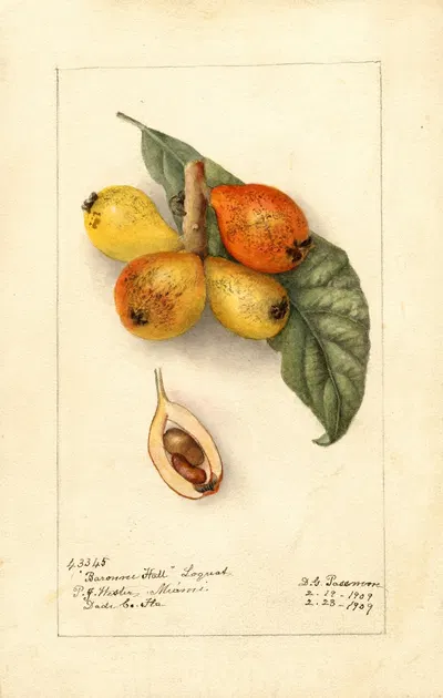 Eriobotrya japonica: Baronne Hall by Deborah Griscom Passmore, 1909 — digital art print download