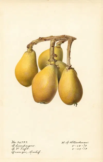Eriobotrya japonica: Champagne by Royal Charles Steadman, 1919 — digital art print download