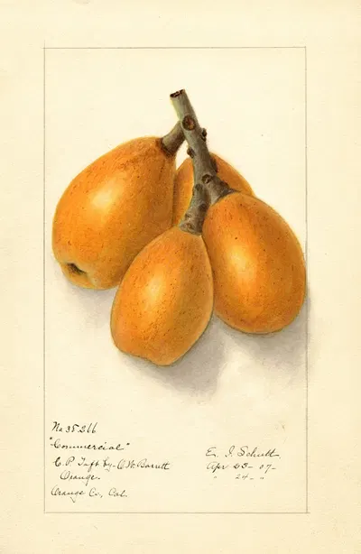 Eriobotrya japonica: Commercial by Ellen Isham Schutt, 1907 — digital art print download