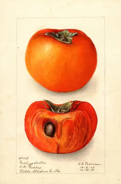 Diospyros: Godbeys Seedless by Deborah Griscom Passmore, 1909 — digital art print download