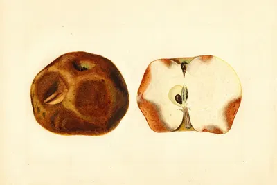 Malus domestica by James Marion Shull, 1918 — digital art print download