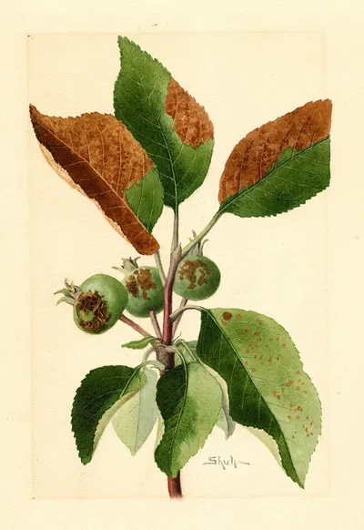 Malus domestica by James Marion Shull, 1911 — digital art print download
