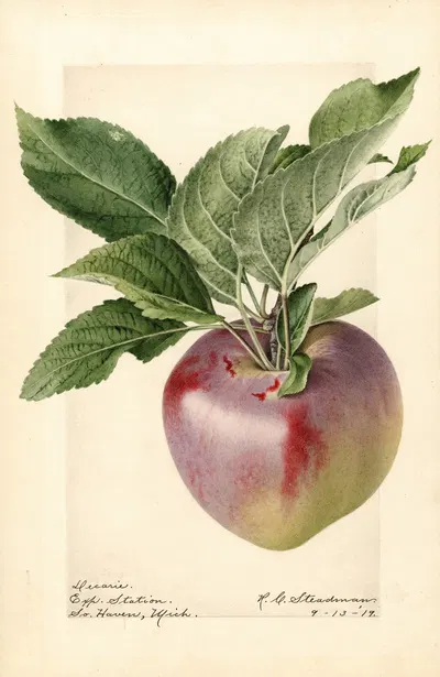 Malus domestica: Decarie by Royal Charles Steadman, 1919 — digital art print download