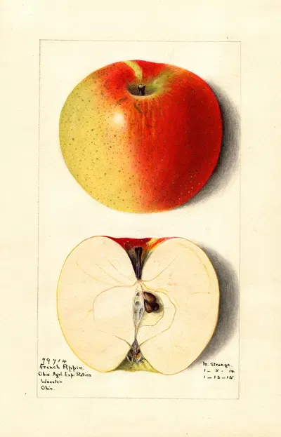 Malus domestica: French Pippin by M. Strange, 1914 — digital art print download