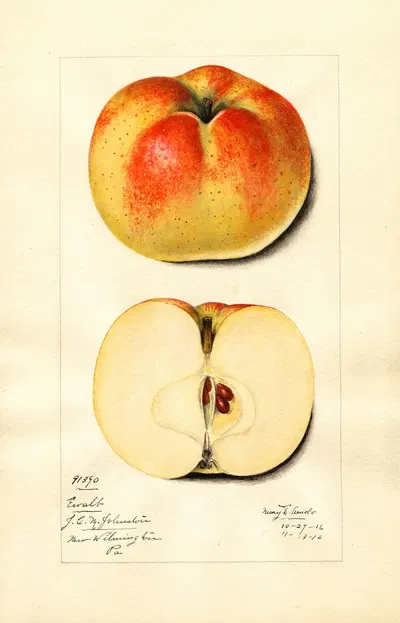 Malus domestica: Ewalt by Mary Daisy Arnold, 1916 — digital art print download
