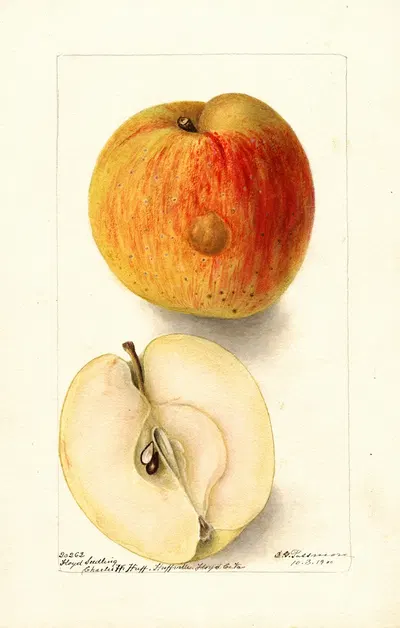 Malus domestica: Floyd by Deborah Griscom Passmore, 1900 — digital art print download
