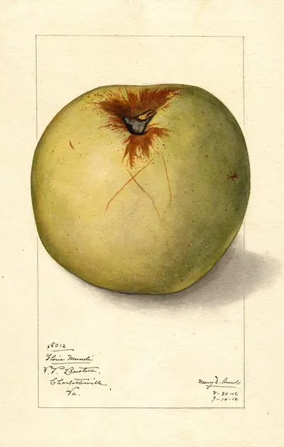 Malus domestica: Gloria Mundi by Mary Daisy Arnold, 1912 — digital art print download