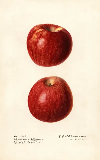 Malus domestica: Missouri Pippin by Royal Charles Steadman, 1918 — digital art print download
