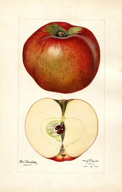 Malus domestica: Lord Stradbroke by Mary Daisy Arnold, 1920 — digital art print download