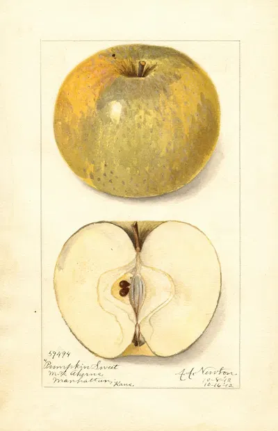 Malus domestica: Pumpkin Sweet by Amanda Almira Newton, 1912 — digital art print download