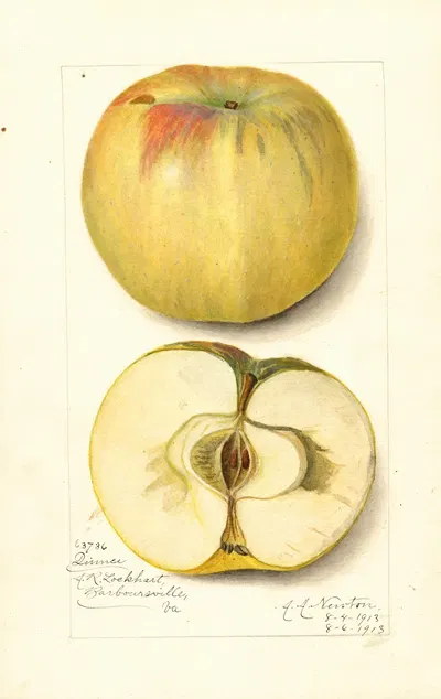 Malus domestica: Quince by Amanda Almira Newton, 1913 — digital art print download
