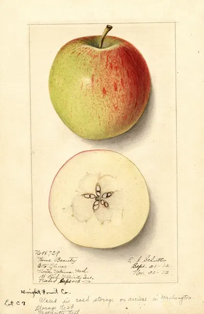 Malus domestica: Rome Beauty by Ellen Isham Schutt, 1912 — digital art print download