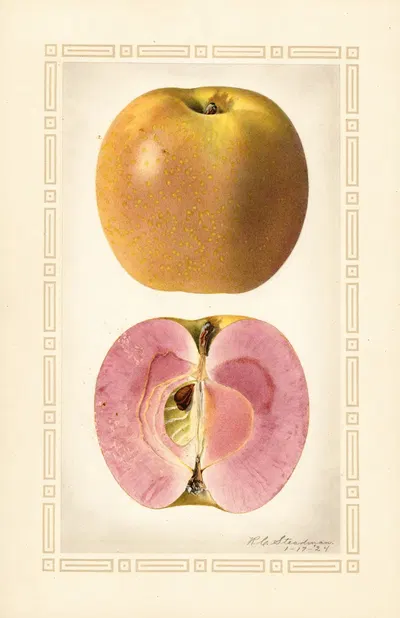 Malus domestica by Royal Charles Steadman, 1924 — digital art print download