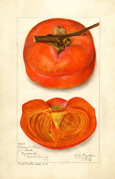Diospyros: Chinese by Amanda Almira Newton, 1908 — digital art print download