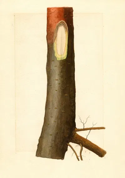 Malus domestica by James Marion Shull, 1912 — digital art print download