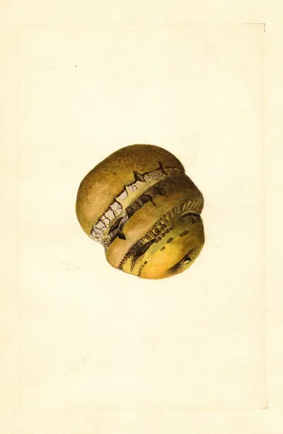 Malus domestica by James Marion Shull, 1910 — digital art print download