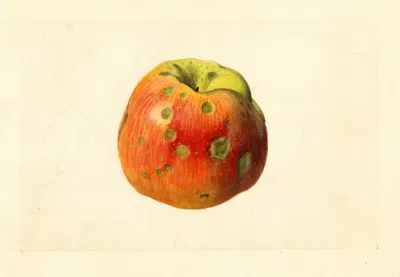 Malus domestica: Smith Cider by James Marion Shull, 1910 — digital art print download