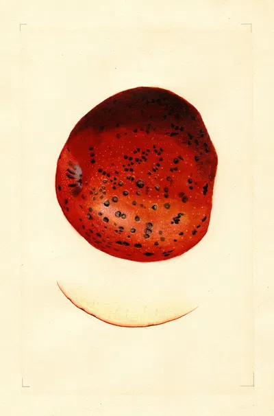 Malus domestica: Spitzenberg by James Marion Shull, 1910 — digital art print download