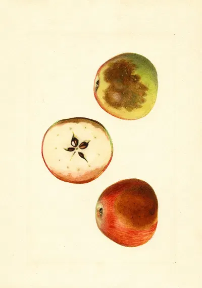 Malus domestica: Ben Davis by James Marion Shull, 1918 — digital art print download