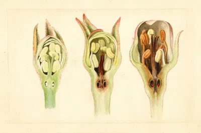Malus domestica by James Marion Shull, 1913 — digital art print download