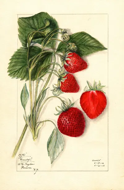 Fragaria: Dunlap by Mary Daisy Arnold, 1912 — digital art print download